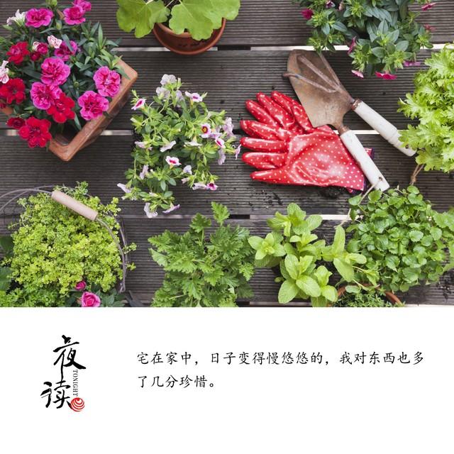 夜读｜春色小阳台  叶子 紫花地丁 野花 小阳台 花草 开花 第2张