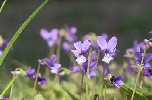 夜读｜春色小阳台  叶子 紫花地丁 野花 小阳台 花草 开花 第5张