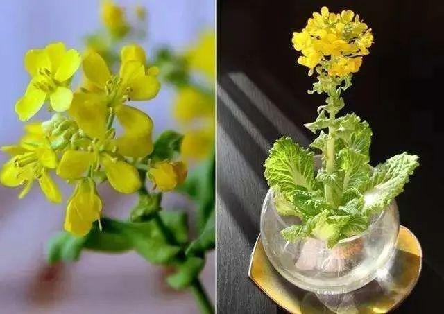夜读｜春色小阳台  叶子 紫花地丁 野花 小阳台 花草 开花 第6张