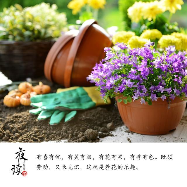夜读｜种花的快乐  第2张