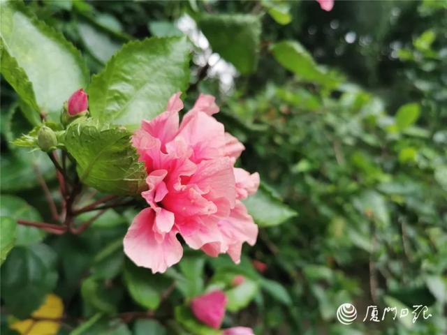 夜读｜种花的快乐  第5张