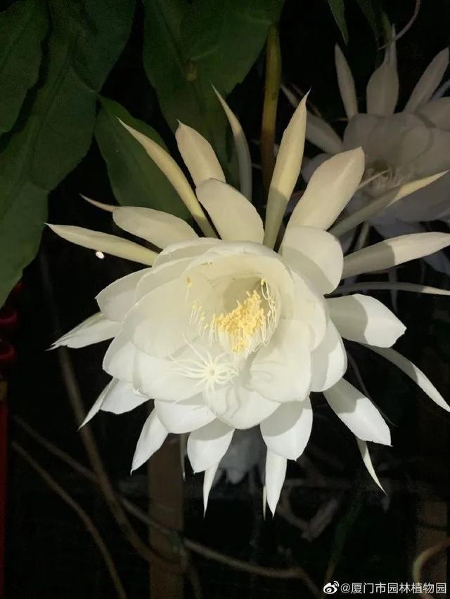 夜读｜种花的快乐  第6张