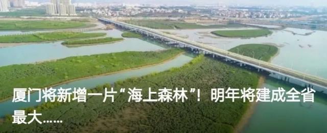 厦门市这地区筹建登岛徒步悬空栈道！长短超出一公里！将来将串连起……  栈道 滨海湿地 生态公园 步行 市民 上岛 第10张
